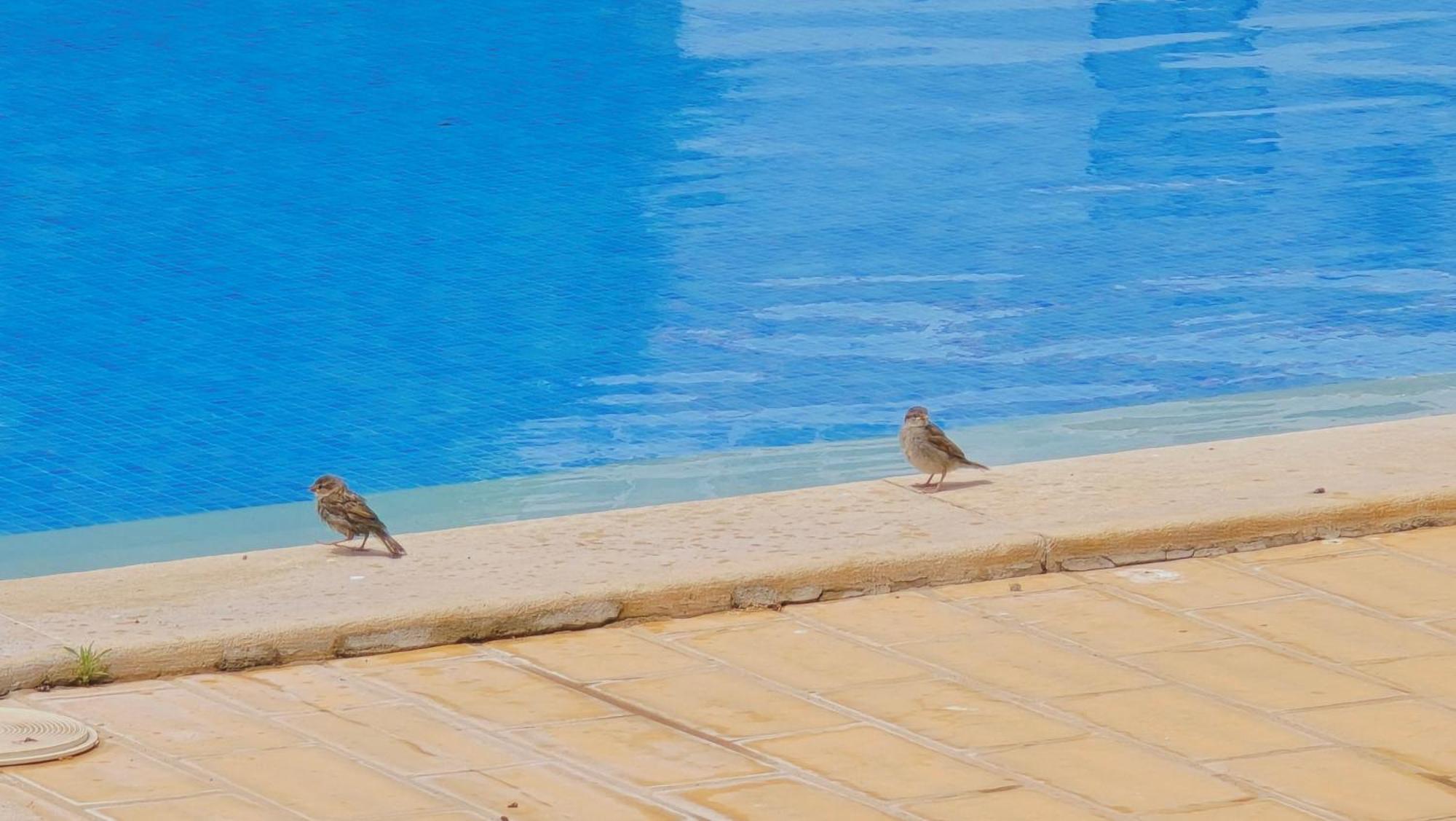 Praia Eulalia With Pool And 5 Minutes From The Beach アルブフェイラ エクステリア 写真